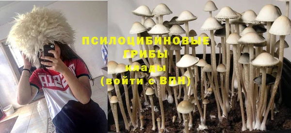 сатива Осинники