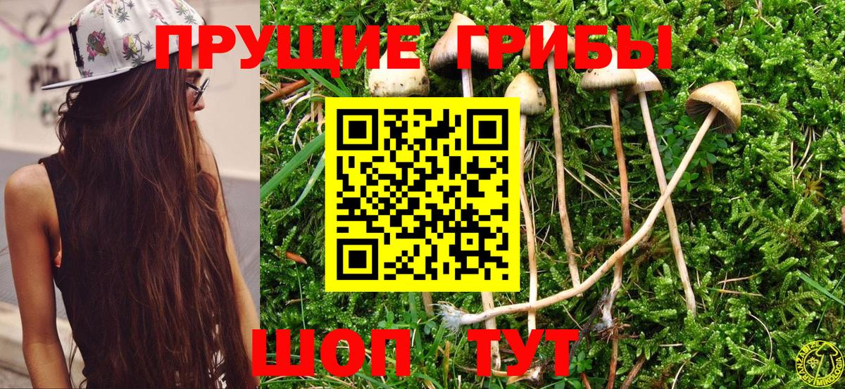 Псилоцибиновые грибы Cubensis Дербент